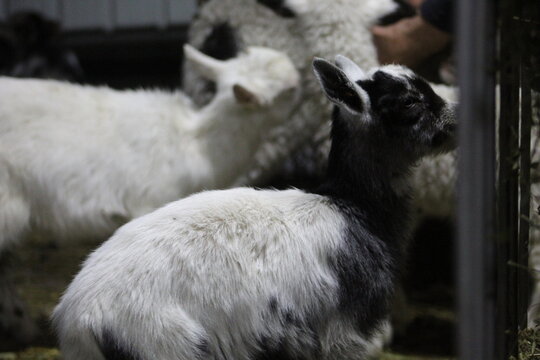 Life of Livestocks in the Transylvanian traditional barn
