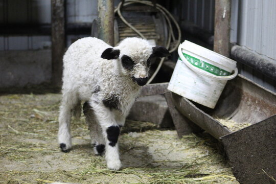 Life of Livestocks in the Transylvanian traditional barn