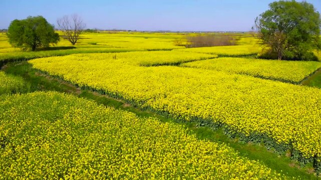 Spring Rapeseed Flower Fields Under Blue Sky 4K Aerial