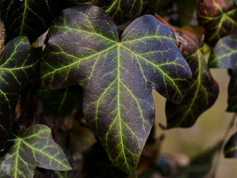 Professional 50-megapixel high-resolution macro shot of a Hedera helix (common ivy) leaf.