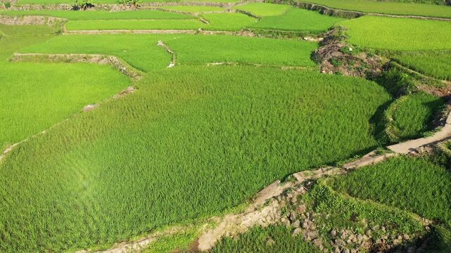 Aerial view of vibrant green rice terraces in the countryside near Sagada, Philippines, showcasing traditional agricultural landscapes.