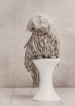 Corded White Puli Dog on raised Platform