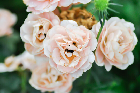 briosa rose , orange rose or Garden roses , zaide rose or William Christie Rose or Mary Rose or Rosa damascena Mill or Rose or Damask rose or Rosaceae or orange flower
