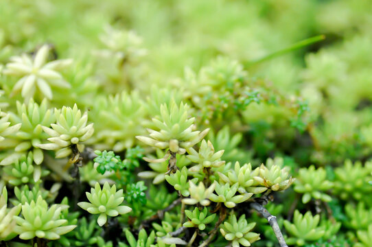 Sedum Golden Moss or Sedum lineare, crassulaceae or Herbaceous perennial or Sedum acre Oktoberfest or Sedum Octoberfest or Sedum sp or stonecrop or succulents