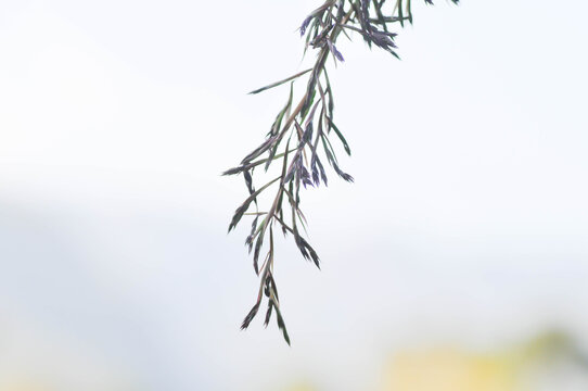 Cymbopogon nardus Rendle,  Citronella grass or GRAMINEAE with flower or grass flower