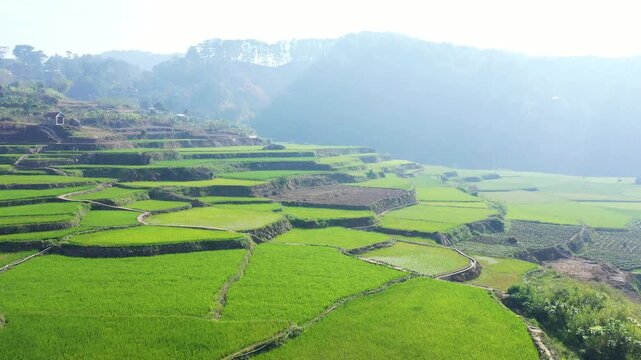 Scenic view of vibrant green rice terraces cascading across a rural valley near Sagada, Philippines, with misty mountains in the background.