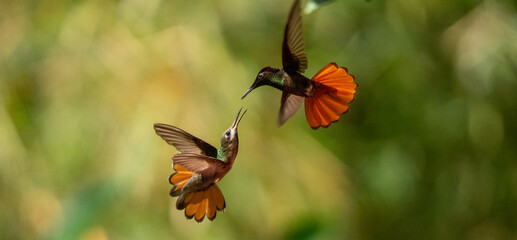 Two hummingbirds in flight interaction with vibrant wings against soft green background, Castara, Tobago, March 14, 2026. © Aleksejs