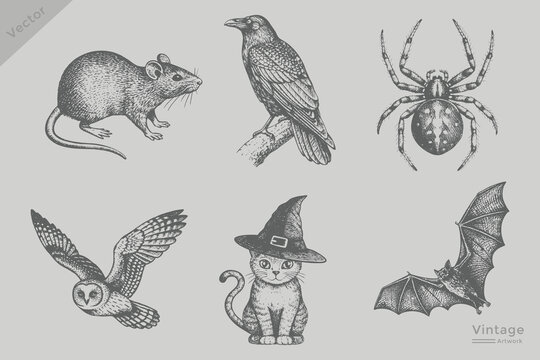 Vintage spider, snake, crow, rat, Bat, cat, owl realistic sketch Isolated grunge style vector. Halloween elements engraving style illustration.