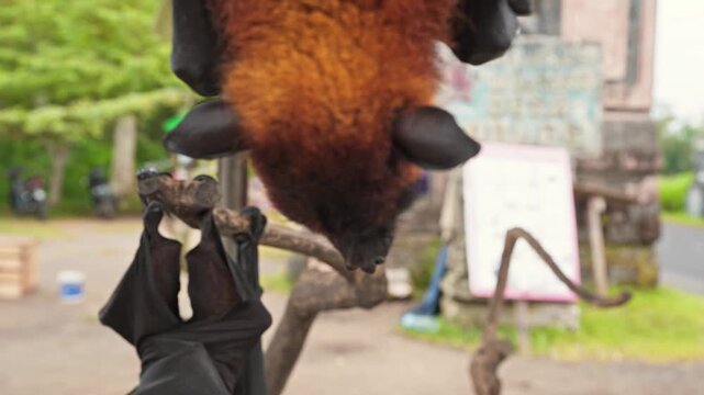 Head Closeup of a Flying Fox, a huge bat