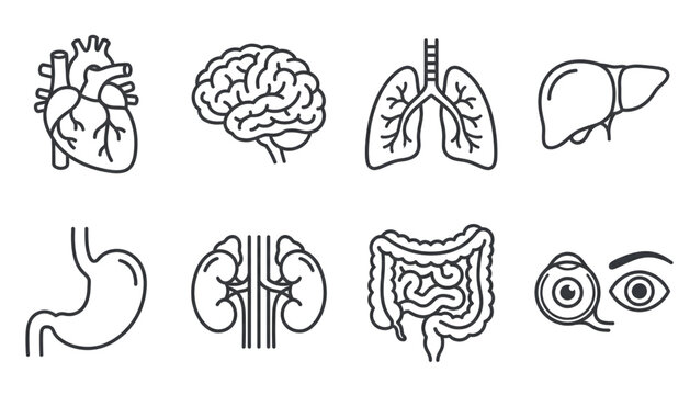 human internal organs anatomy line icon set isolated on transparent background