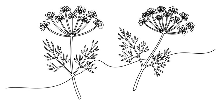 Dill or fennel herb branch with flowers in continuous line drawing style
