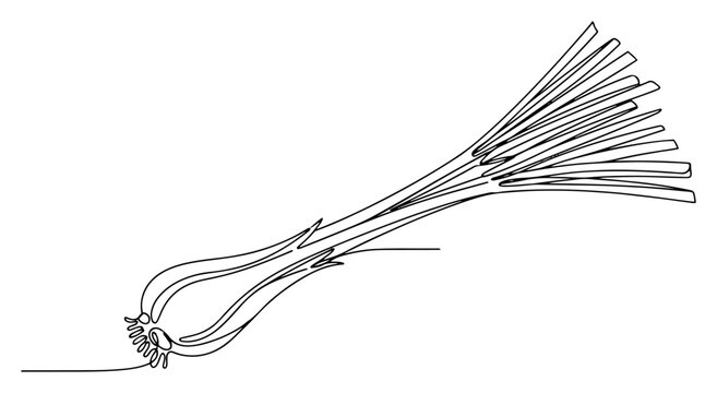 Lemongrass stalk or scallion bulb in continuous line drawing style