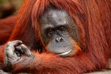 Orang Utans © kiat