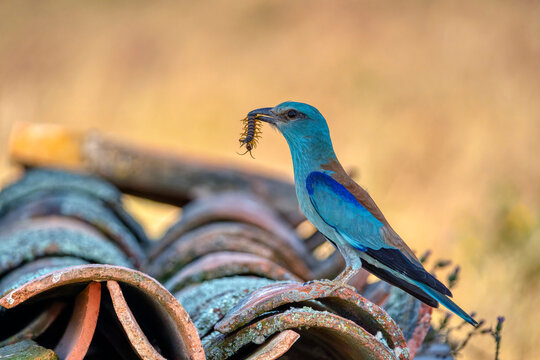 European roller perched on a rooftop. Coracias garrulus.