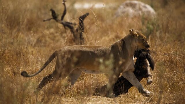 African Lion Tearing Meat in Natural Habitat