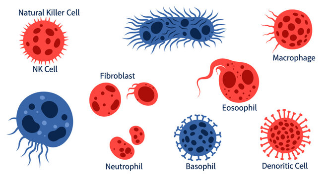 Immune System Cells and Bacteria Illustration