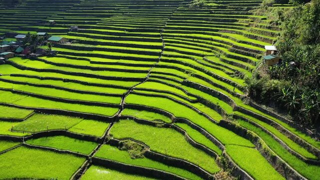 Aerial view of vibrant green rice terraces in Batad, Philippines, showcasing stunning agricultural patterns and natural beauty.