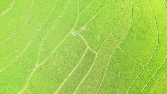 Drone shot of lush green rice terraces in Bac Son Valley, Vietnam, showcasing vibrant agricultural patterns and natural beauty.
