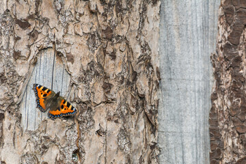 Small tortoiseshell butterfly resting on textured tree bark in natural sunlight © Stephan