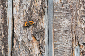 Small tortoiseshell butterfly resting on textured tree bark in natural sunlight © Stephan