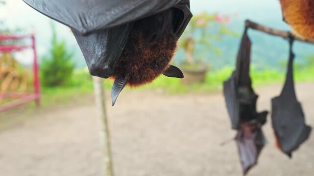Head Closeup of a Flying Fox, a huge bat