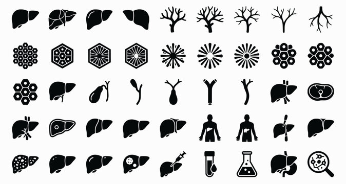 Liver Anatomy Icons. Outline icon set of liver anatomy basics: liver lobes, hepatic artery, portal vein, bile
