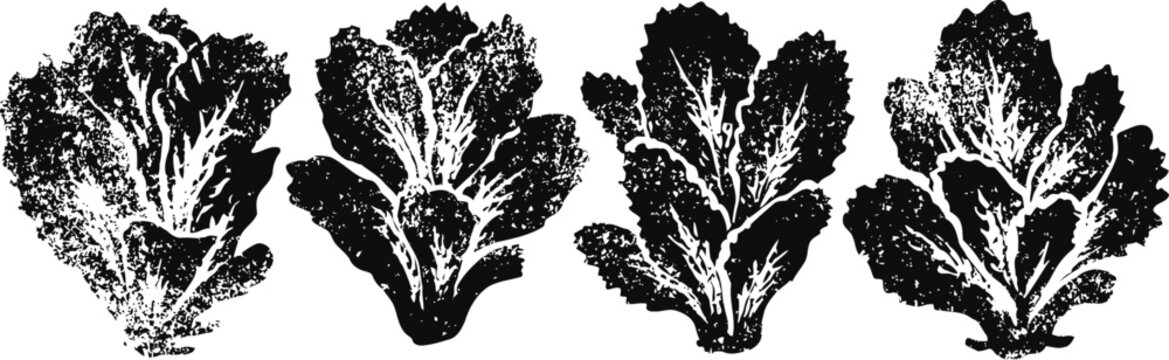 four detailed black and white lettuce leaf illustrations, hand drawn botanical style, isolated on white background