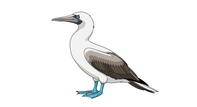 Unique blue footed booby bird stands with its characteristic bright blue webbed feet in a clean and detailed avian wildlife vector illustration.