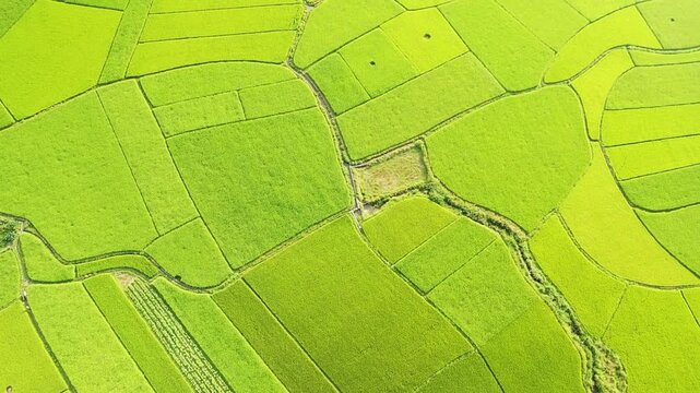 Drone shot of lush green rice paddies forming geometric patterns in Bac Son, Vietnam. The vibrant landscape showcases the beauty of rural agriculture from above.
