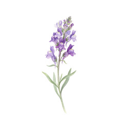 Obraz premium Delicate Hand Painted Watercolor Flower Illustration Featuring a Beautiful Purple Snapdragon Bloom on a Clean White Isolated Background