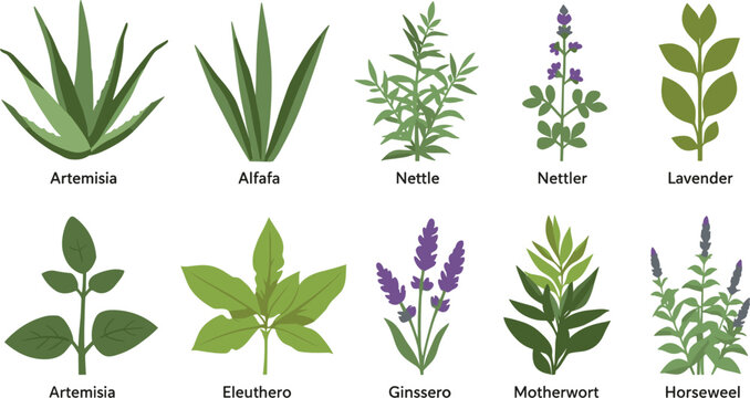 Collection of medicinal herbs and plants in flat design style for wellness