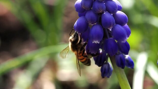 Close-up footage of a honey bee (Apis mellifera) collecting nectar from a Muscari flower. The bee&rsquo;s ligula is clearly visible as it feeds, showcasing detailed pollination behavior in a natural spring 