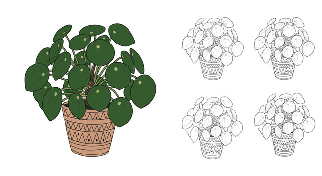 Chinese money plant pilea peperomioides in a patterned ceramic pot shown in colored version and multiple black line art variations.