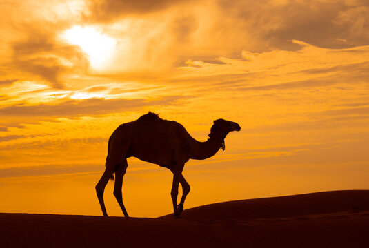 Side view silhouette of a camel standing in the desert at sunset, Oman