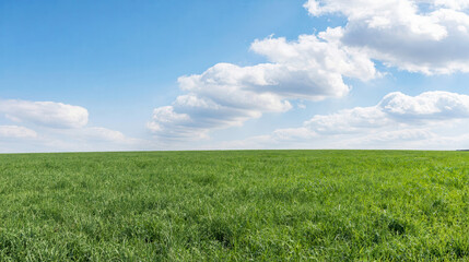 Obraz premium vast green field stretching to horizon under blue sky with white clouds rural agricultural landscape