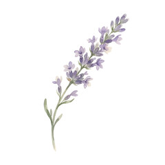 Obraz premium Delicate Hand Painted Watercolor Flower Illustration Featuring a Single Lavender Sprig for Spring Botanical Decor and Floral Stationery Design