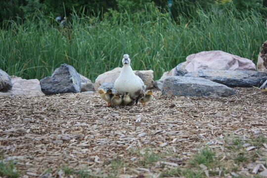 Female Duck standing by a pond Protecting her Ducklings, Nelson Grove Park, Orem, Utah, USA