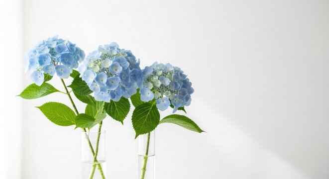 Delicate blue hydrangeas in a glass vase against a white background