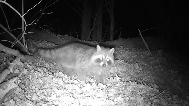 Ein Waschb&auml;r in der Nacht auf Nahrungssuche schaut neugierig in die Kamera