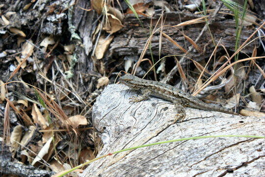 Close-up of a Lizard Basking on a wooden tree stump, California, USA