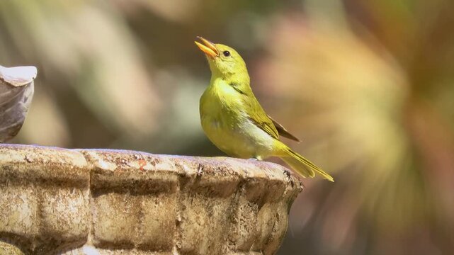 Cute Tanager bird drinking water on a stone birdbath in a garden. A close-up shot of a female Rufous headed Tanager, Hemithraupis ruficapilla, an endemic bird of Brazil. 