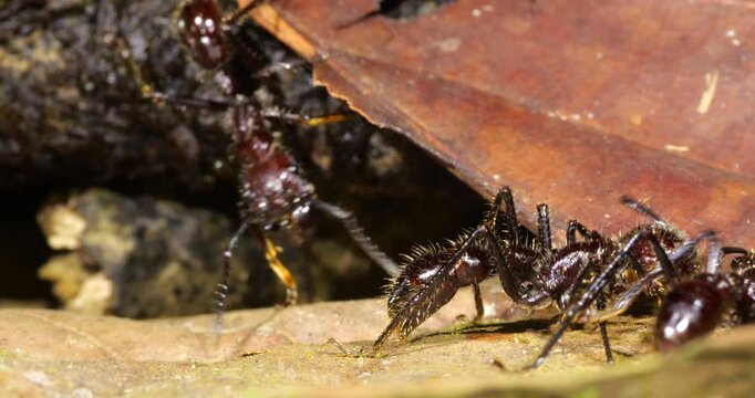 Bullet Ant, (Paraponera clavata) close up of several individuals foraging in the leaf litter. One of the biggest Amazonian ants and famed for its powerful sting. 