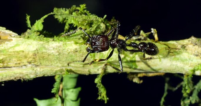 Bullet Ant, (Paraponera clavata) close up of individual grooming. one of the biggest Amazonian ants and famed for its powerful sting. 