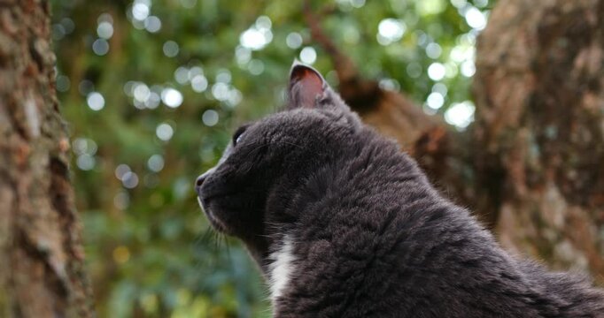 Grey cat looking up into canopy, domestic feline with white bib peering toward treetop, lowangle profile against dappled leaves, tranquil mood with soft bokeh and textured trunk, patient observant