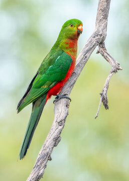 Close-up of a wild juvenile king parrot (Alisterus scapularis) perched on a dead branch with blurred forest background, Victoria, Australia