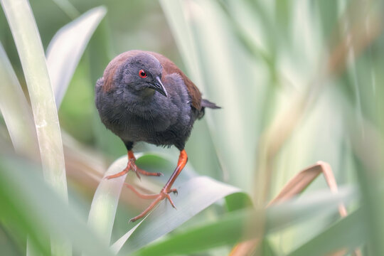 Close-up of a wild spotless crake (Porzana tabuensis) perched within and a dense cover of phragmites reeds, Victoria, Australia