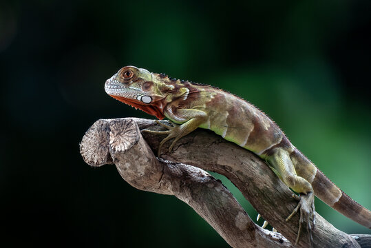 Close-up side view of a striped green Iguana on a tree branch in front of a green background, Indonesia