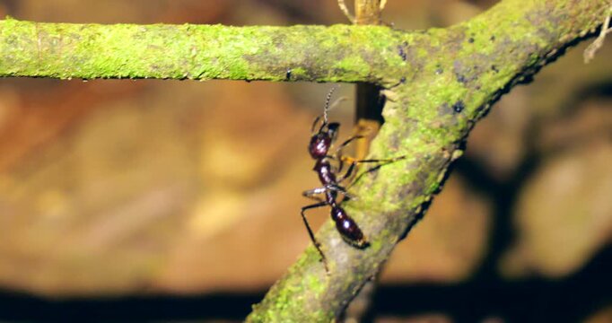 Close up of a Bullet Ant (Paraponera clavata),  carrying nectar in its mandibles.  Shot in the wild just before dawn. Napo province, Ecuador. 
