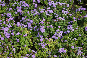 Obraz premium A vibrant patch of purple flowers surrounded by lush green foliage
