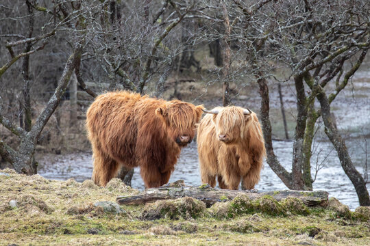Two Highland Cows standing in a field next to Loch Awe, Argyll and Bute, Scottish Highlands, Scotland, UK
